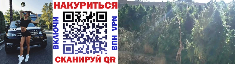 где можно купить наркотик Кольчугино Канабис OG Kush